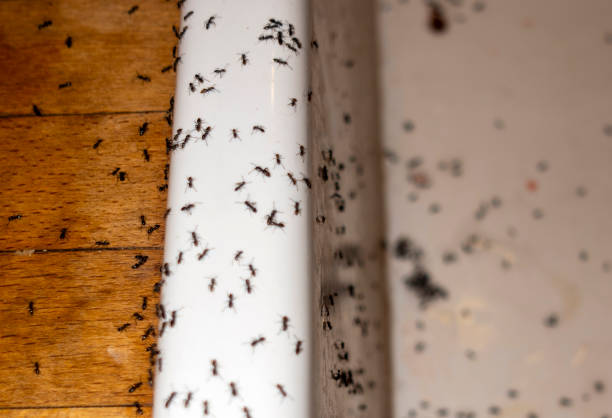 Best Commercial Pest Control Services  in Palouse, WA